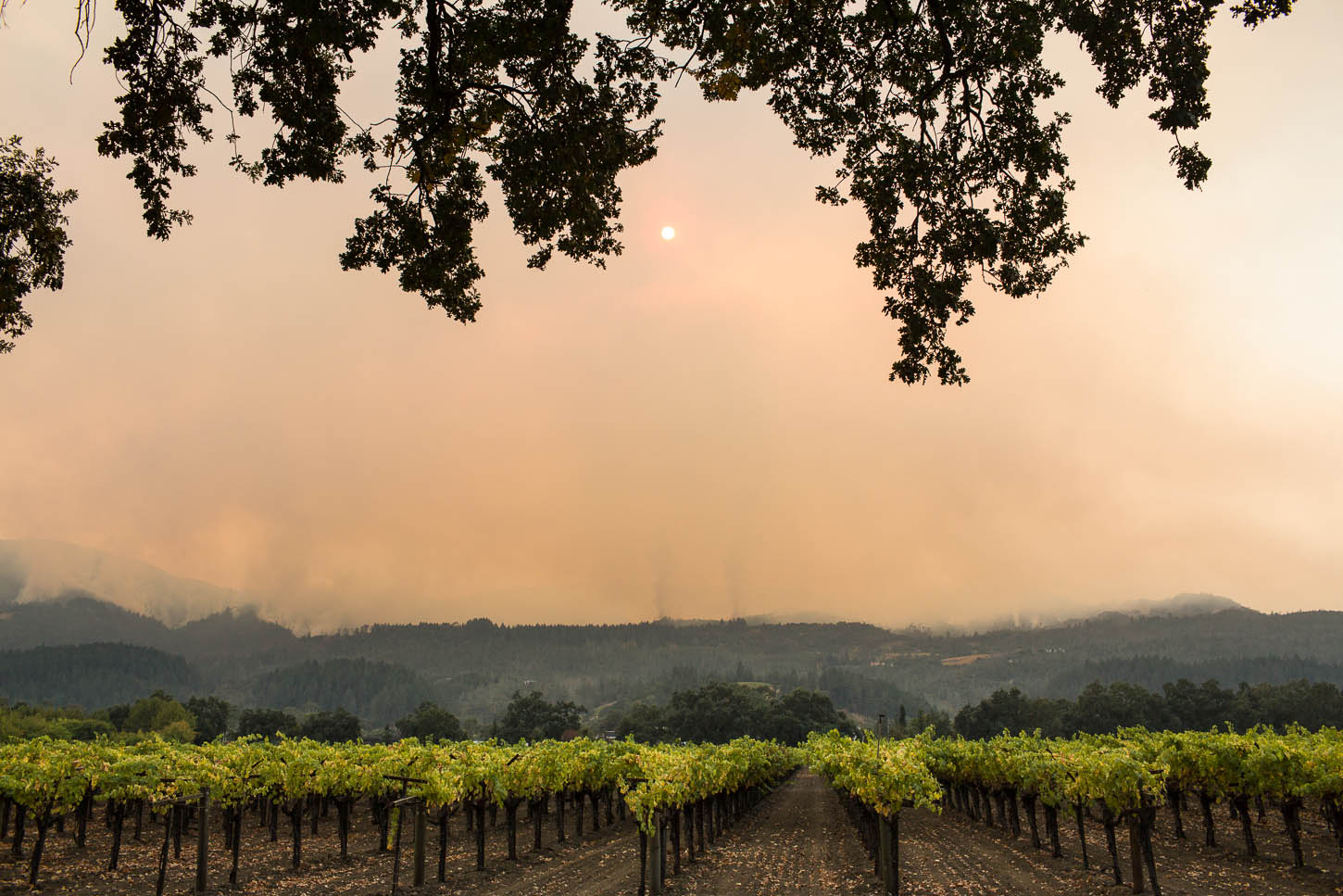 santa rosa fire, tubs lane fire, sonoma fire, wine country fire
